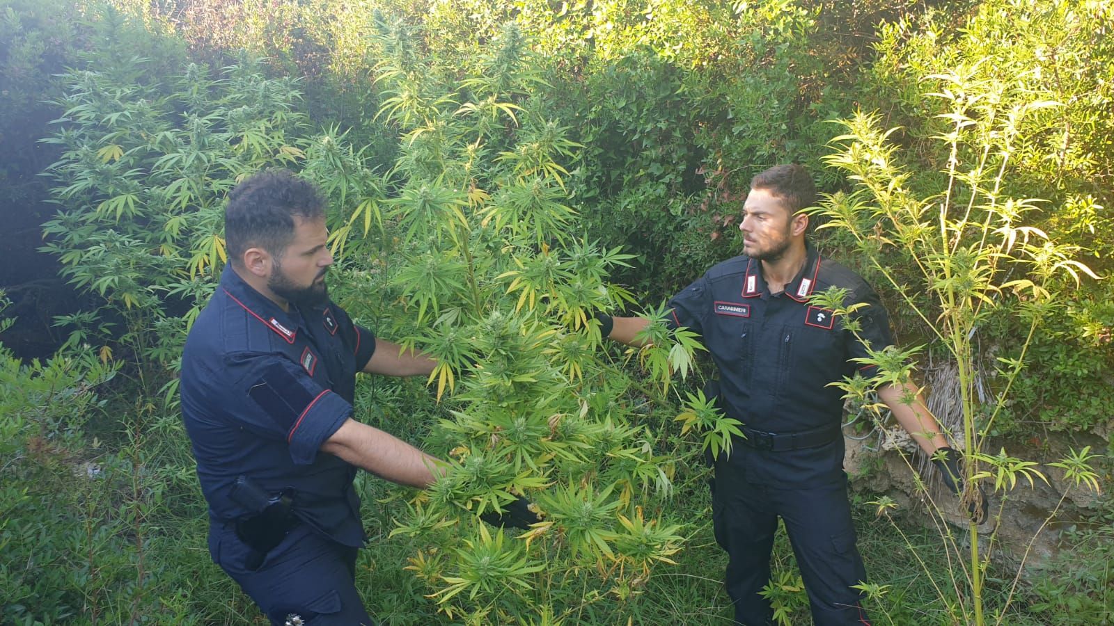 Coltivazione illegale di stupefacenti, due arresti nel Crotonese – FOTO