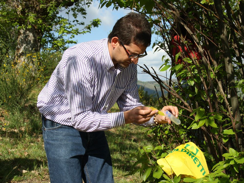 Il fai da te dei castanicoltori del Savuto per combattere il cinipide