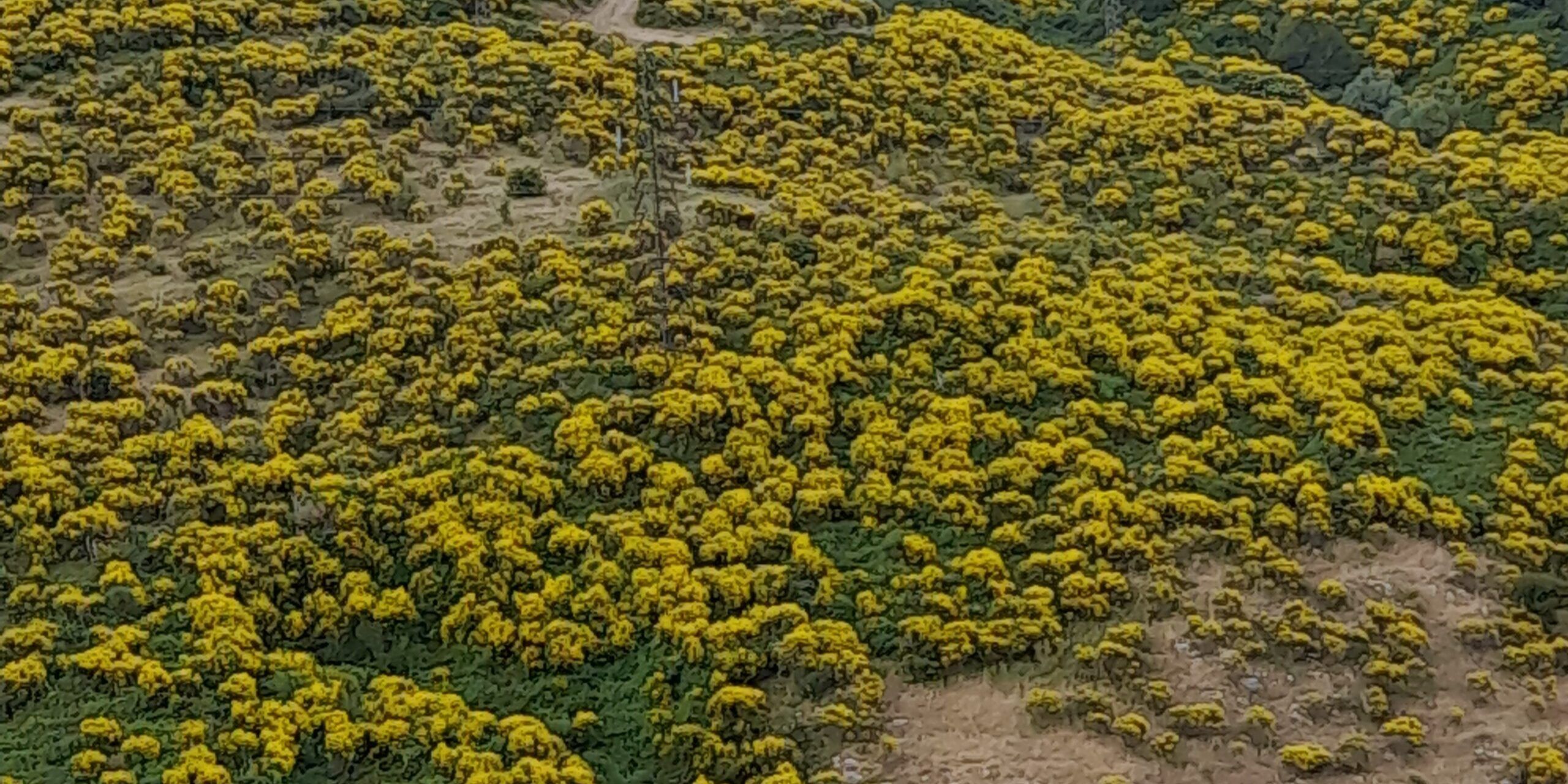 La ricchezza perduta/2. Quando la Calabria era la terra della ginestra