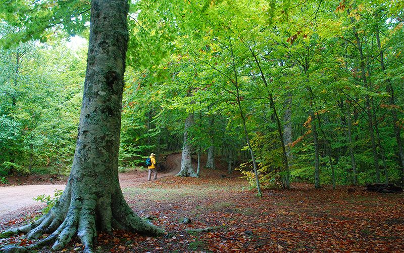 Festival delle erranze e della filoxenia, al via l'edizione 2020 – IL PROGRAMMA