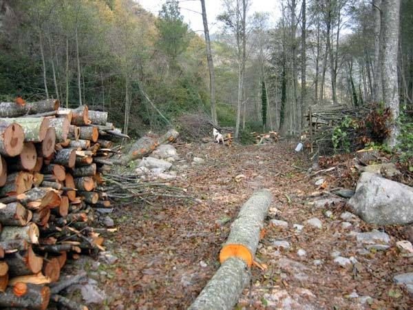 Calabria Verde, Pignanelli chiede di essere sentito dai pm