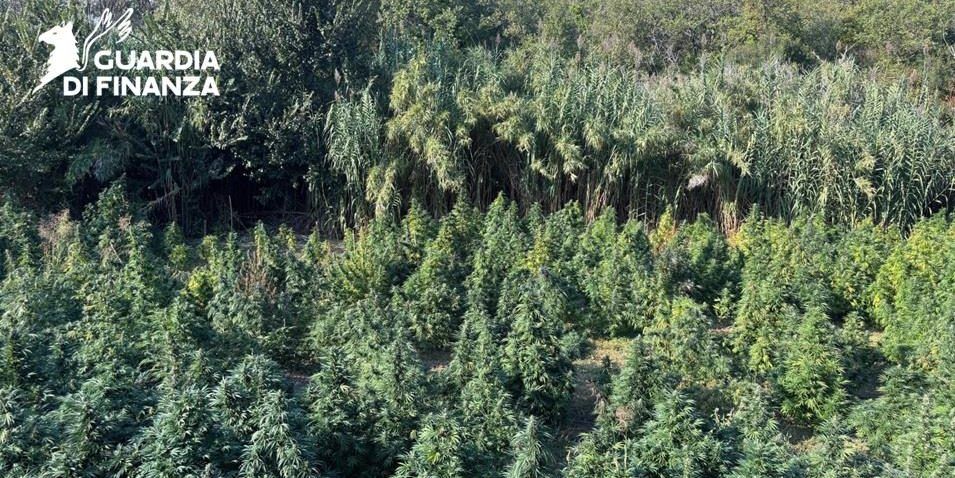 Tarsia, la Gdf sequestra una maxi piantagione di cannabis del valore di un milione e mezzo – VIDEO