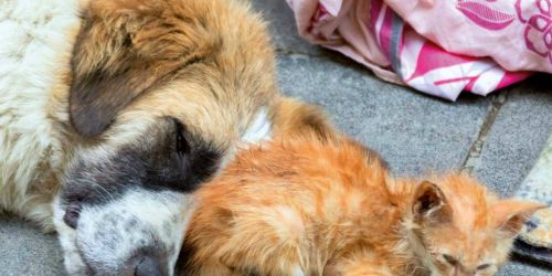 Randagismo cane gatto