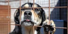 Crotone, aveva 29 cani in casa in condizioni precarie: denunciato