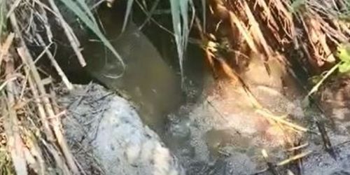 depuratore-belvedere