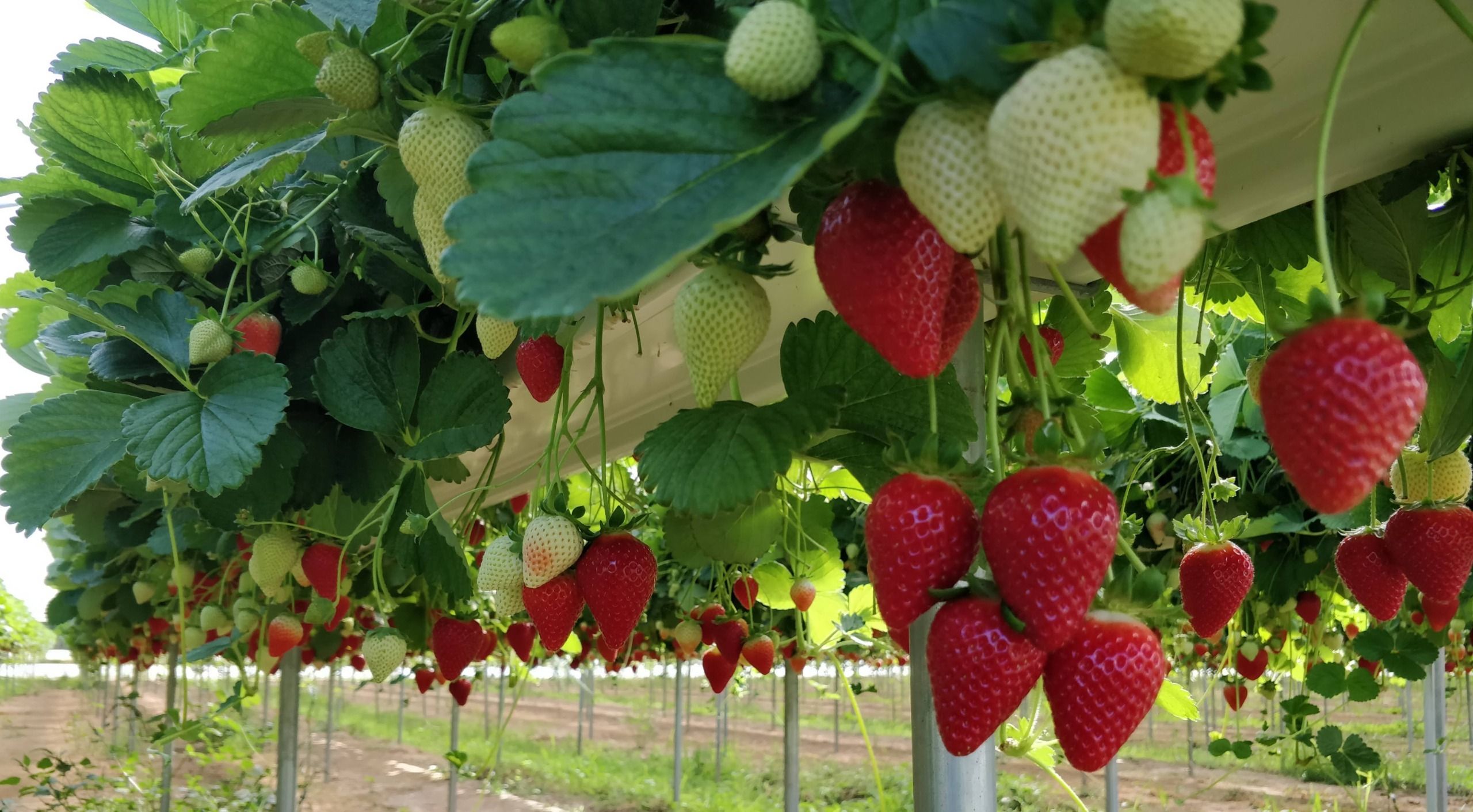 Torna ad Acconia di Curinga la Festa della Fragola