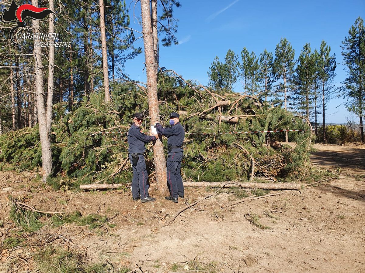 Tagliate abusivamente 515 piante, sequestrati 4 ettari di bosco a Camigliatello
