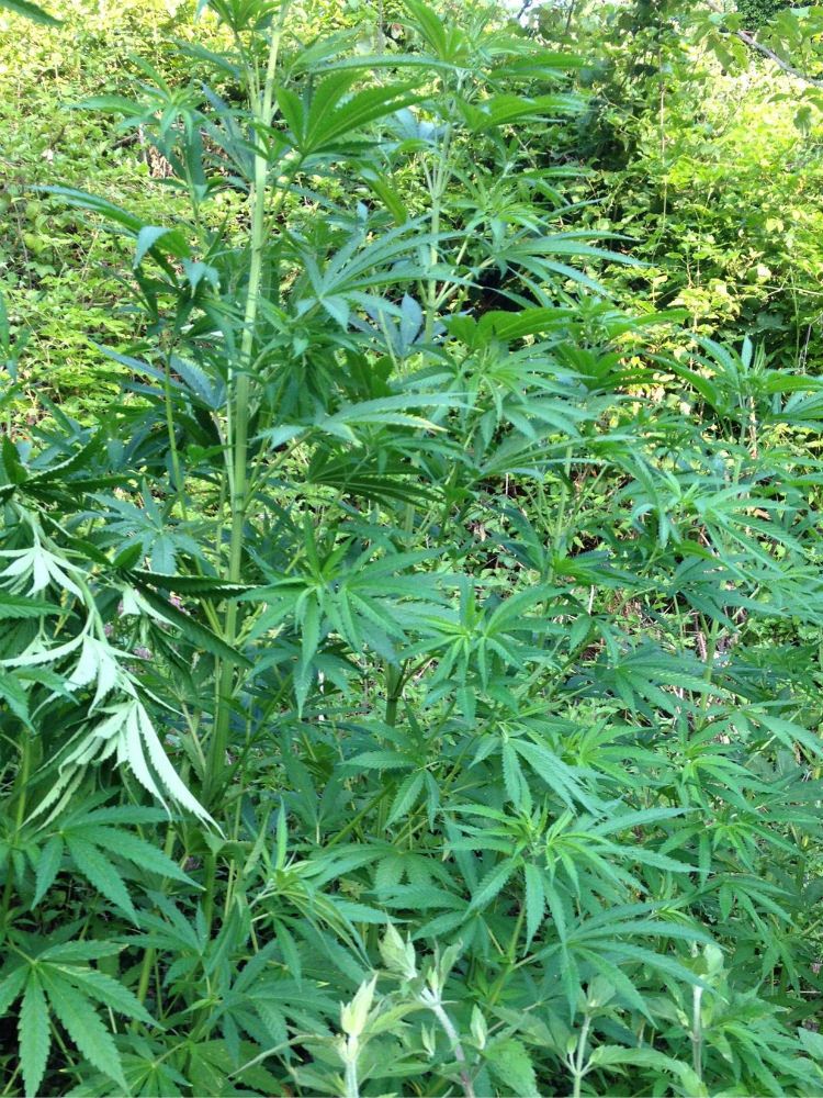 Mesoraca, sequestrate 600 piantine di canapa