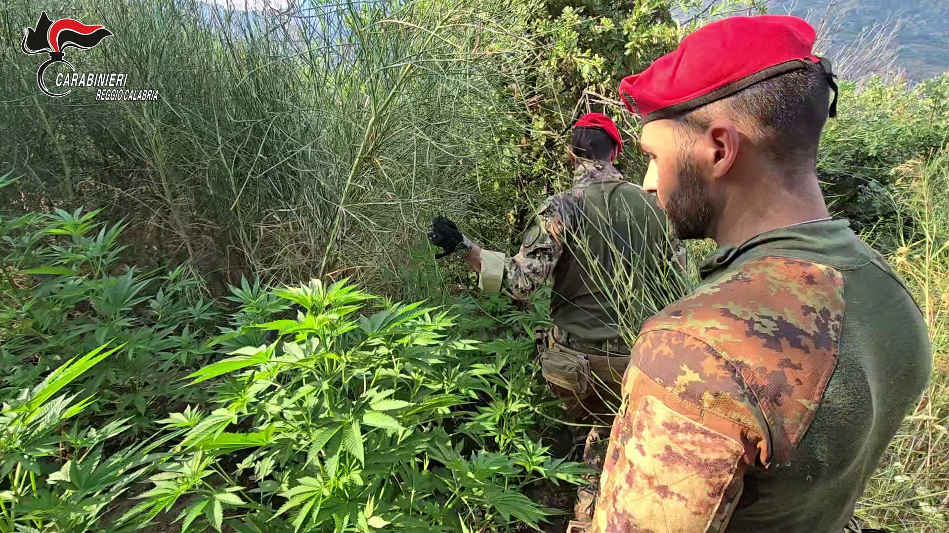 USIC Calabria esprime gratitudine ai carabinieri per la brillante operazione nel contrasto alle coltivazioni illegali