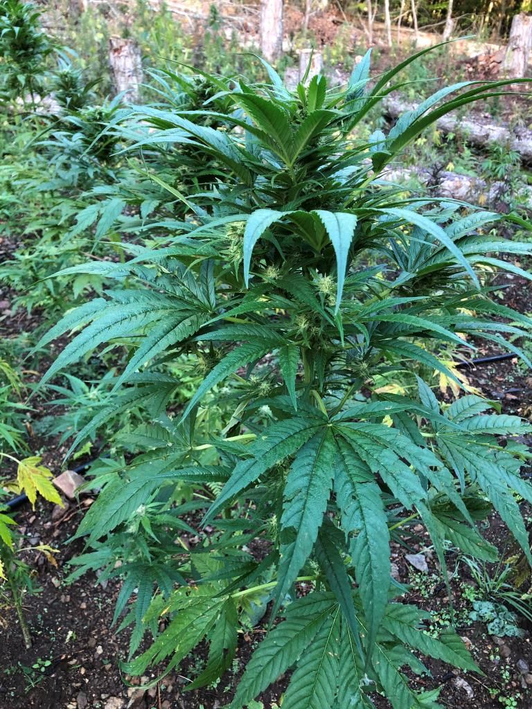 Scovata una maxi piantagione nel Parco d'Aspromonte: avrebbe fruttato mezzo milione