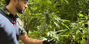 Scoperte dieci piantagioni di marijuana nel Reggino, avrebbero fruttato 7 milioni di euro – VIDEO