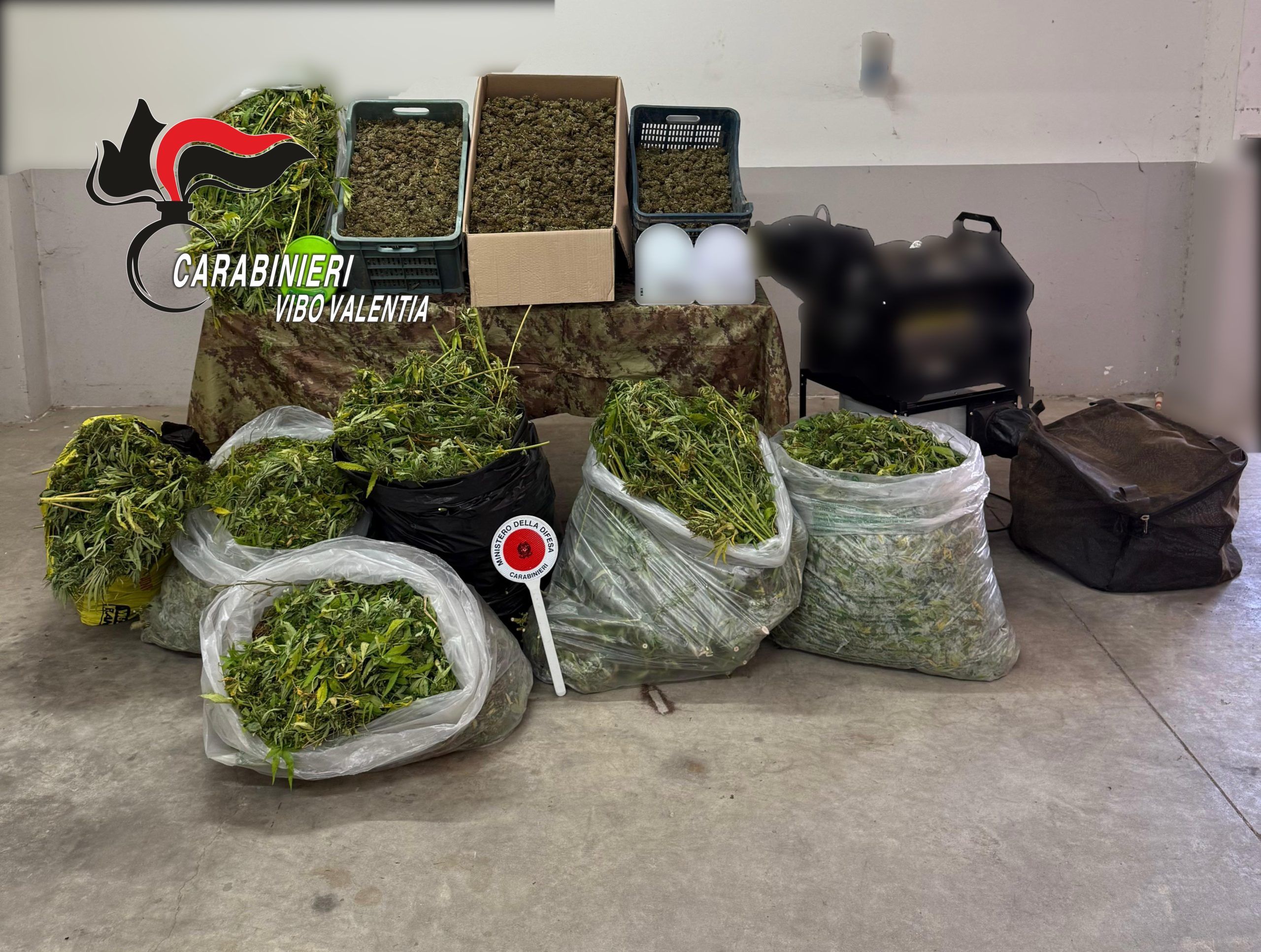 Colpo alla produzione di droga nel Vibonese, i carabinieri sequestrano 120 chili di cannabis: due arresti – FOTO E VIDEO