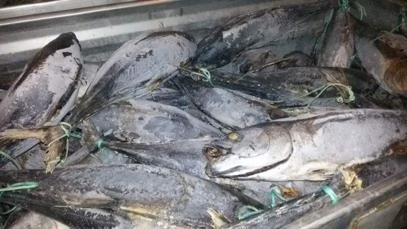 Pesca di frodo nella Locride, sequestrato un quintale di prodotti ittici