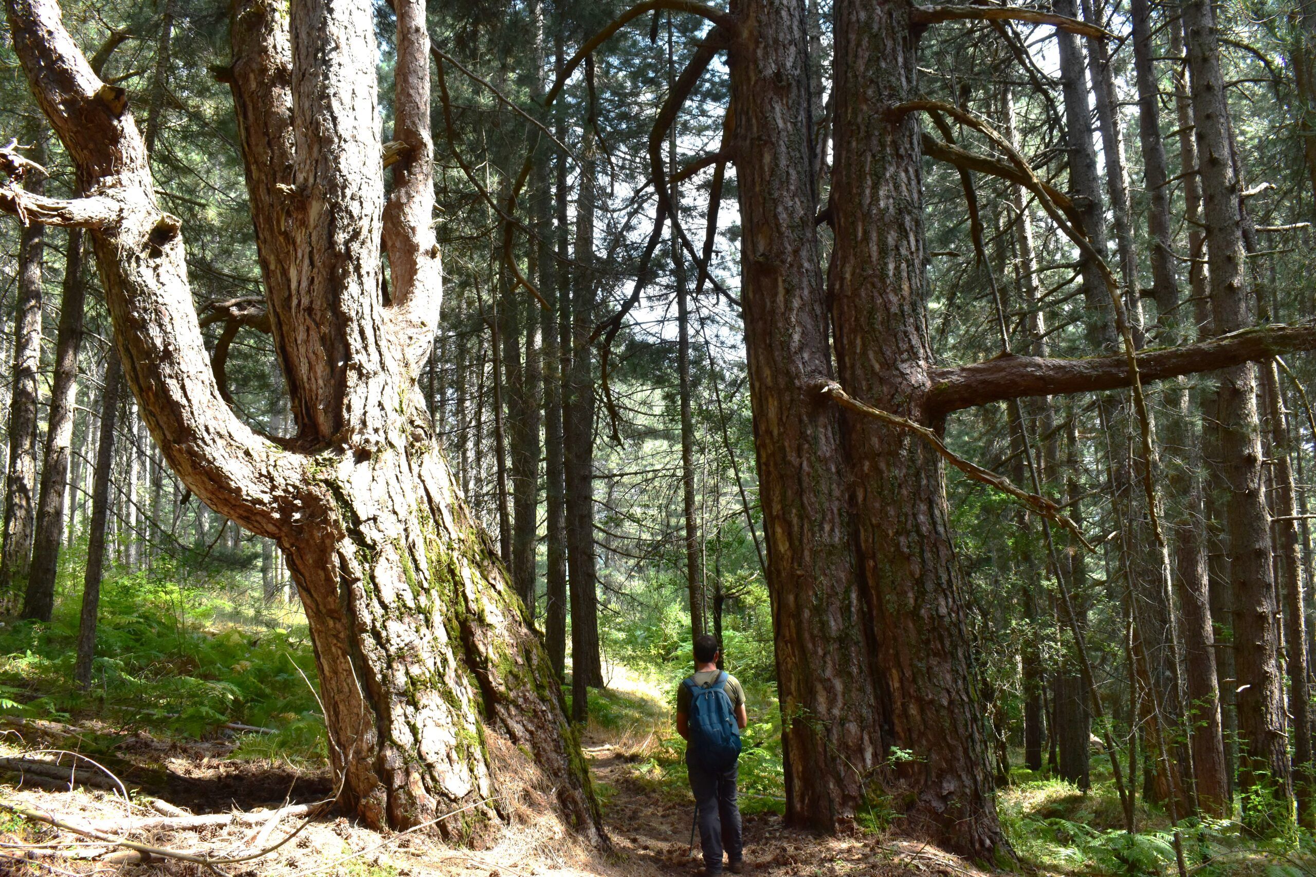 L’anello di acque Lucenti. La meraviglia dei “Giganti di Lorica”
