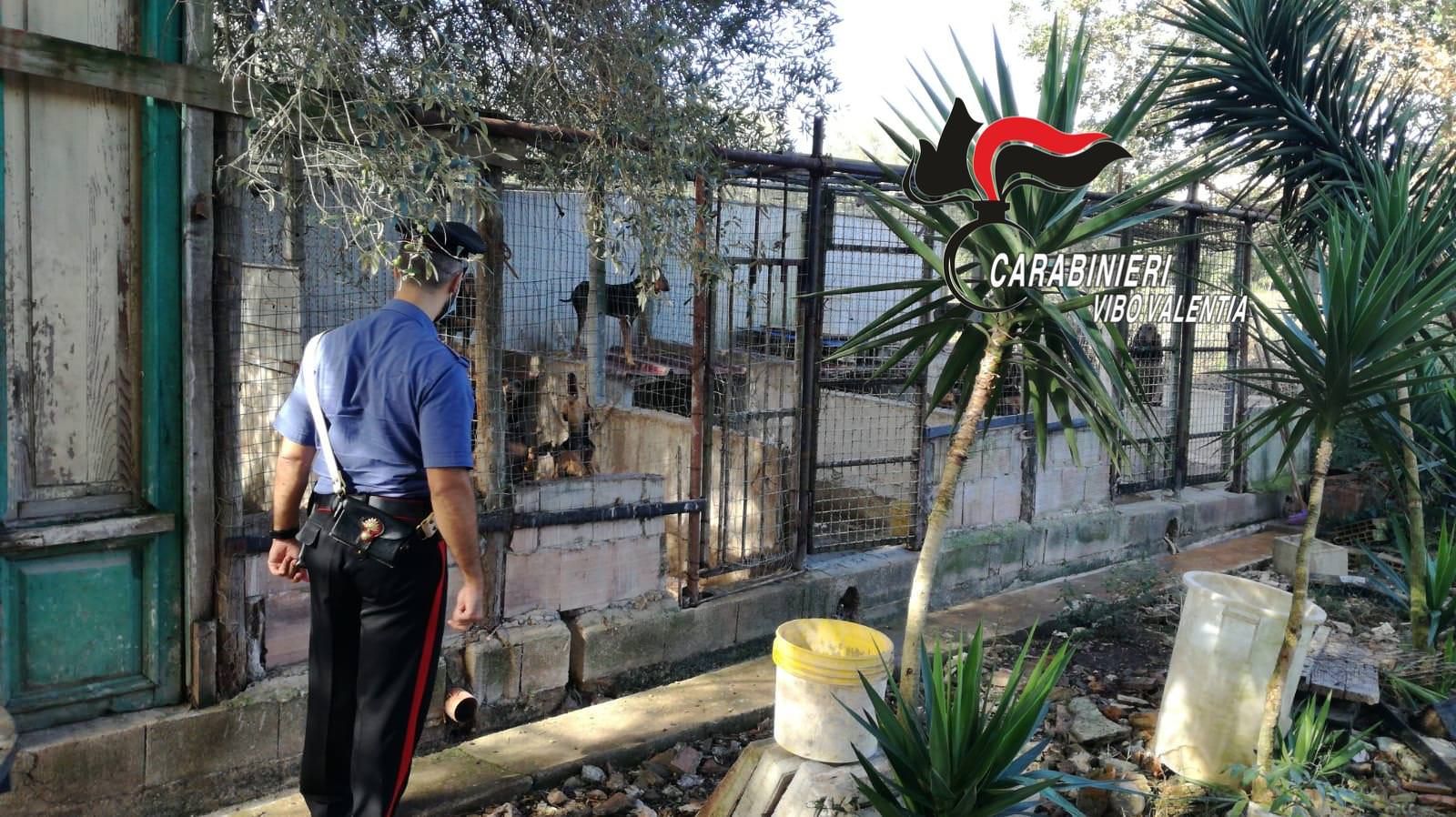 Scoperto canile abusivo nel Vibonese, denunciati i proprietari