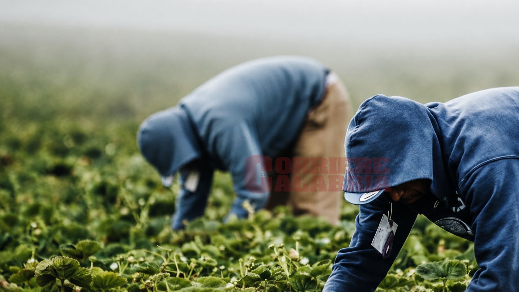Confagricoltura condanna lo sfruttamento del lavoro e delle persone