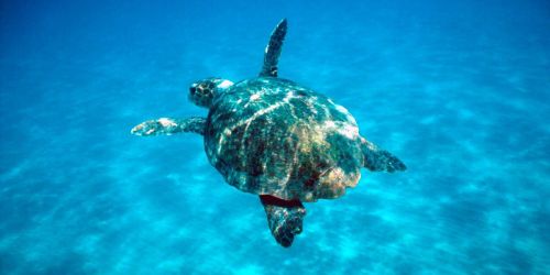 tartaruga-area-protetta