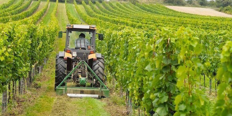 Regione, campagna vitivinicola: pubblicato l’avviso per gli investimenti OCM Vino