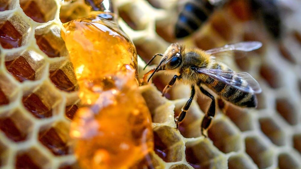 CalabrEat, la storia “dolce” del miele in un marchio identitario – VIDEO