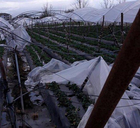 «Frutteti duramente colpiti nel Lametino»