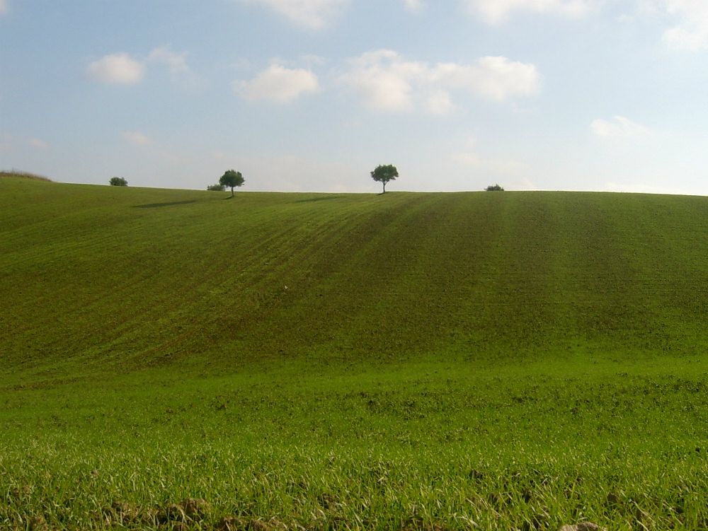 In Calabria agricoltura "fai da te"