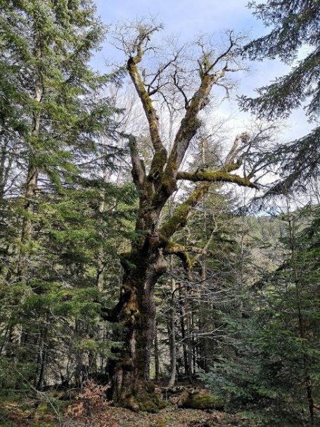 Nel Parco dell'Aspromonte il rovere più vecchio del mondo: ha quasi mille anni