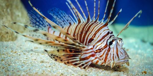 Catturato a Le Castella pesce di "specie aliena" velenoso. È tra i più pericolosi al mondo