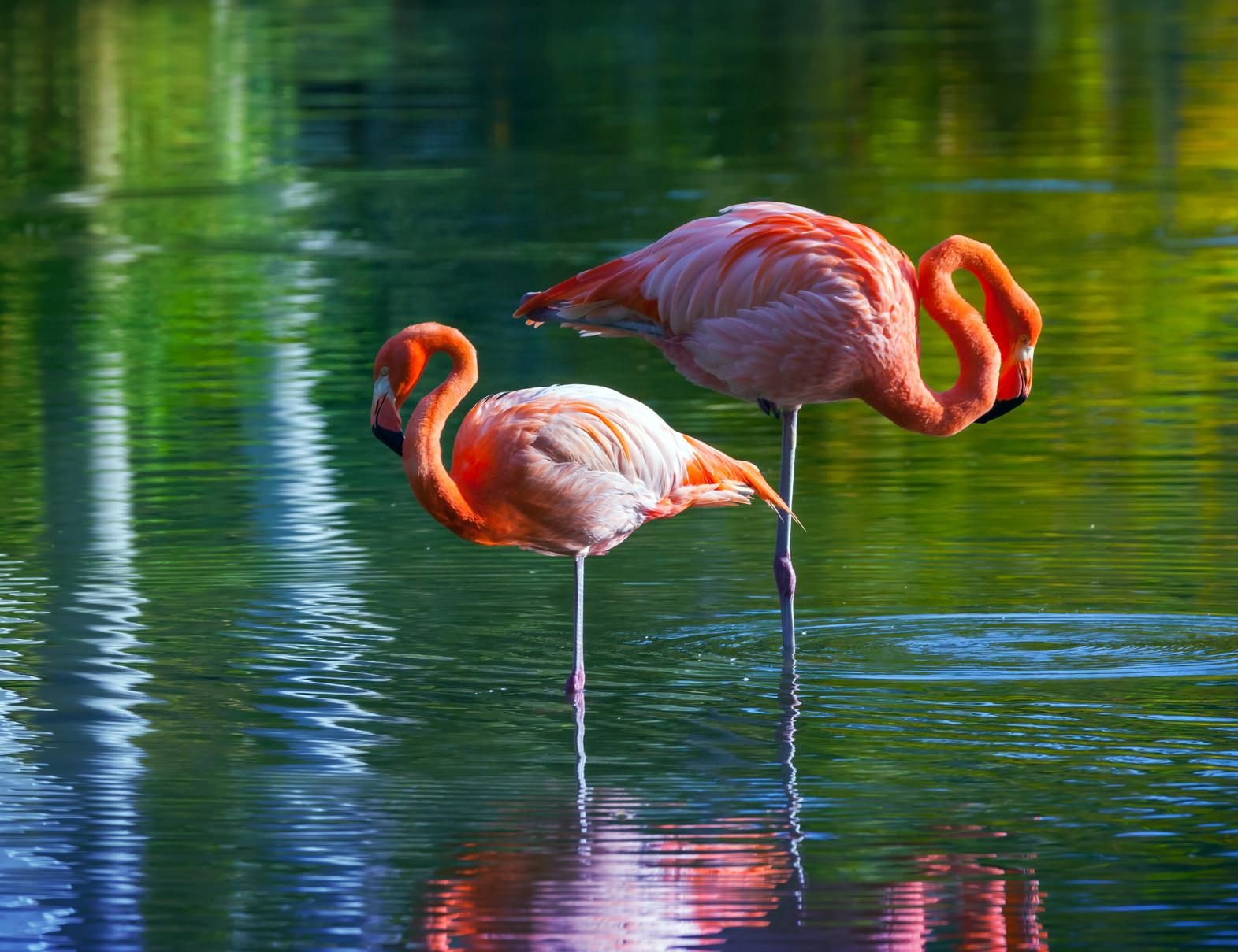Rende, i due fenicotteri rosa torneranno liberi