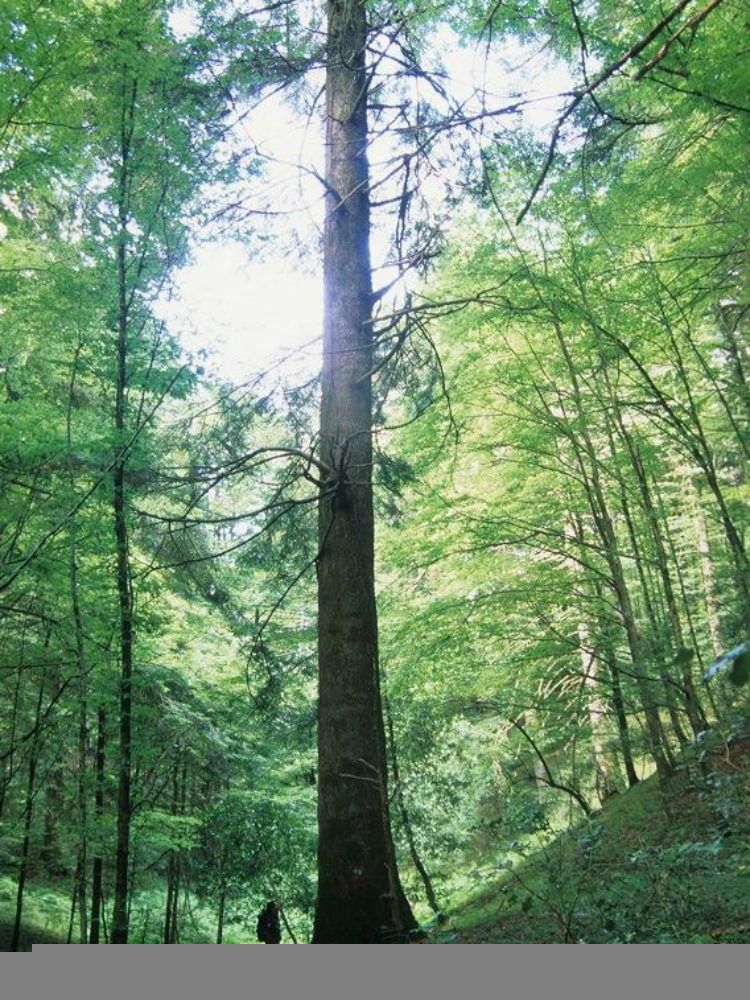 «Gli abeti di Serra San Bruno non si toccano»