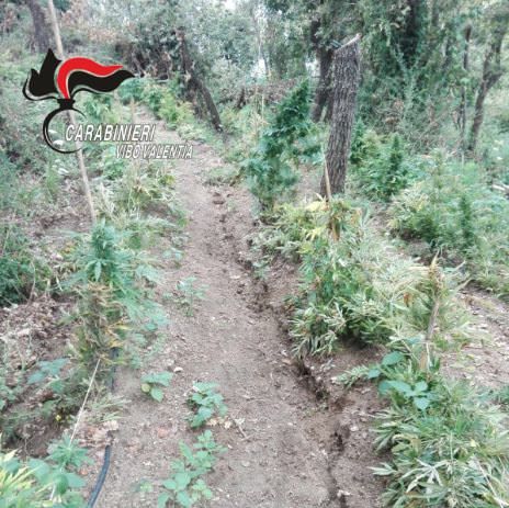 Diecimila piante di cannabis scoperte nel Vibonese