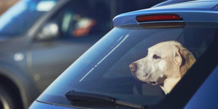Chiude il cane in auto per un’ora sotto il sole, denunciata