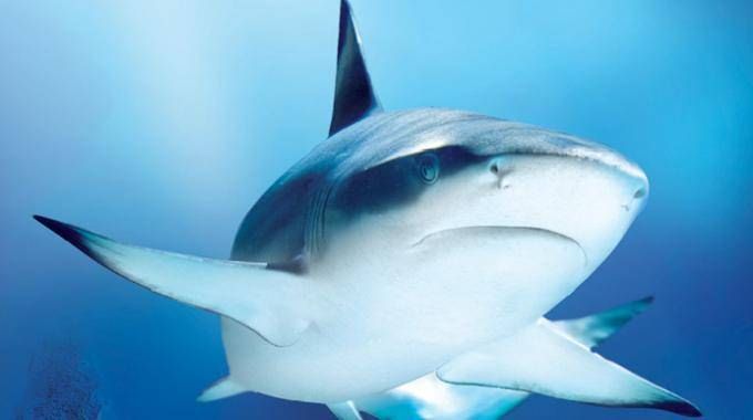 Uno squalo nel mare di Nicotera, paura tra i bagnanti