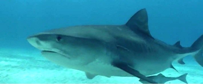 Dalla Calabria la "rete" salva squali