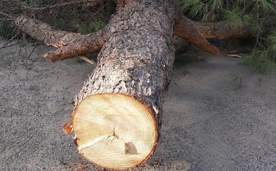«A Rende è previsto un nuovo abbattimento di alberi»