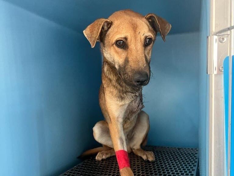 Da Vibo la storia di Hook, il cane eroe finito in una tagliola e salvato dall’Oipa