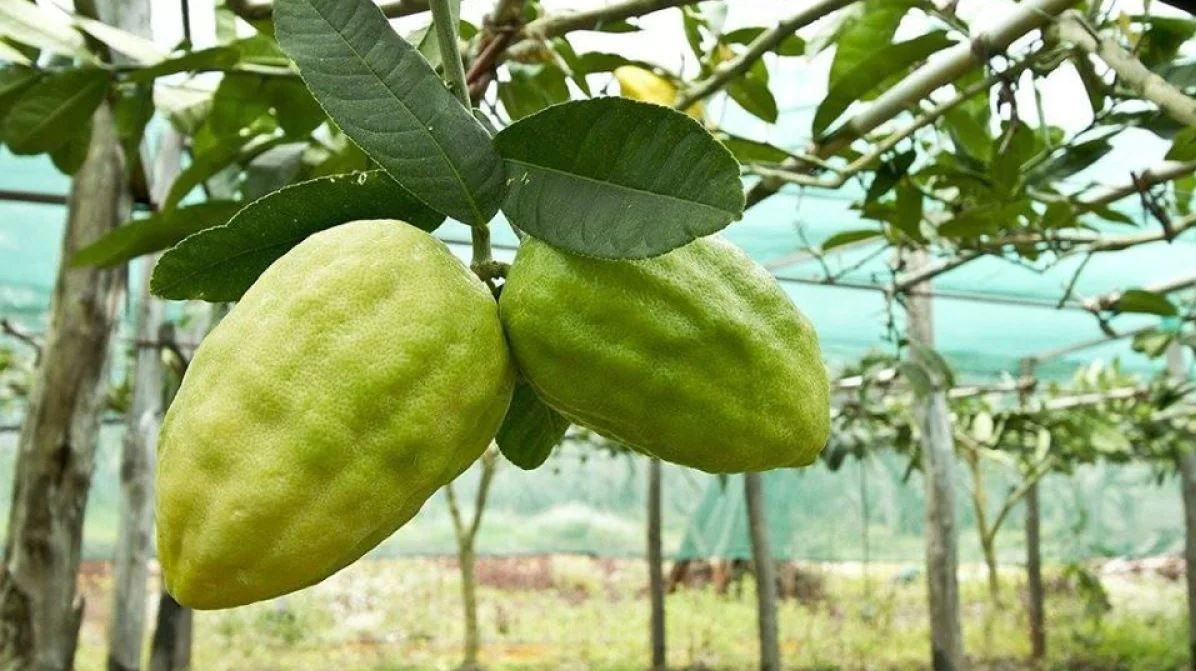 Psr, dalla Regione 2 milioni a sostegno delle aziende cedricole dell’area della Dop di Santa Maria del Cedro