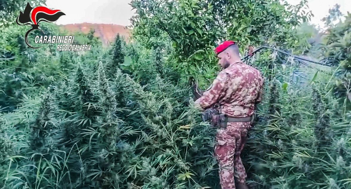 Stilo e Monasterace, scoperti una maxi piantagione di marijuana e un arsenale illegale – VIDEO