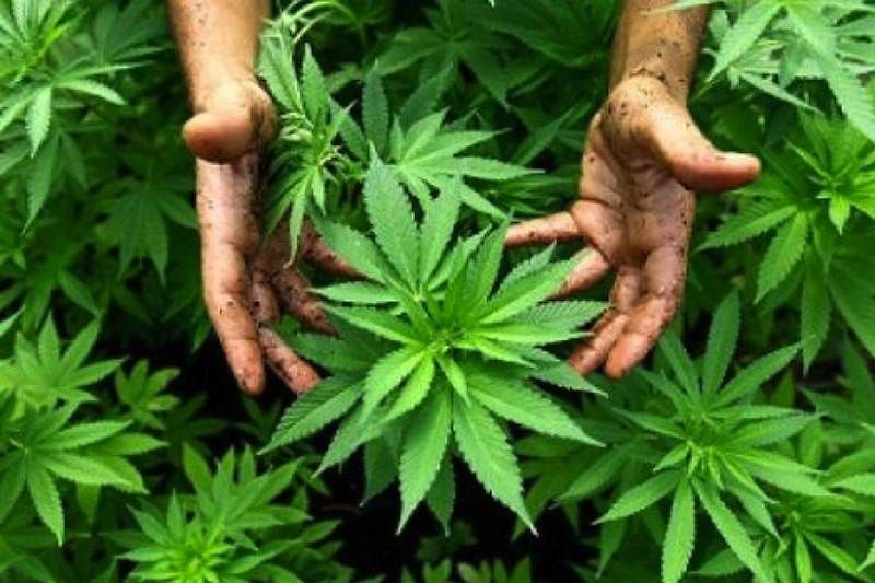 Petilia, arrestati padre e figlio: coltivavano marijuana