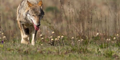 Lupo ucciso a colpi fucile nel Parco nazionale d'Aspromonte