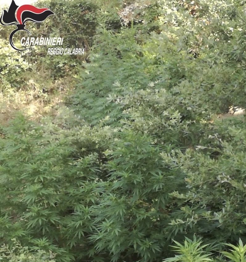 Scoperte a Gerace 300 piante di canapa indiana