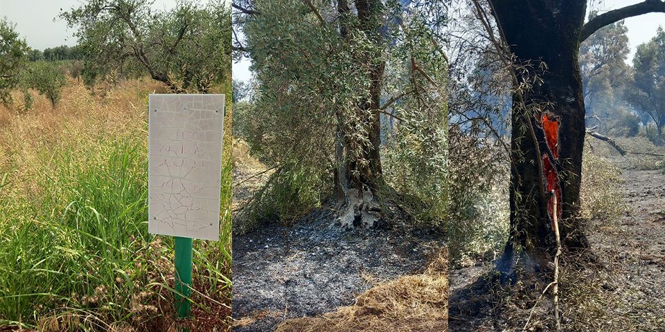 In fiamme gli uliveti secolari coltivati su un terreno confiscato alla ‘ndrangheta a Oppido Mamertina