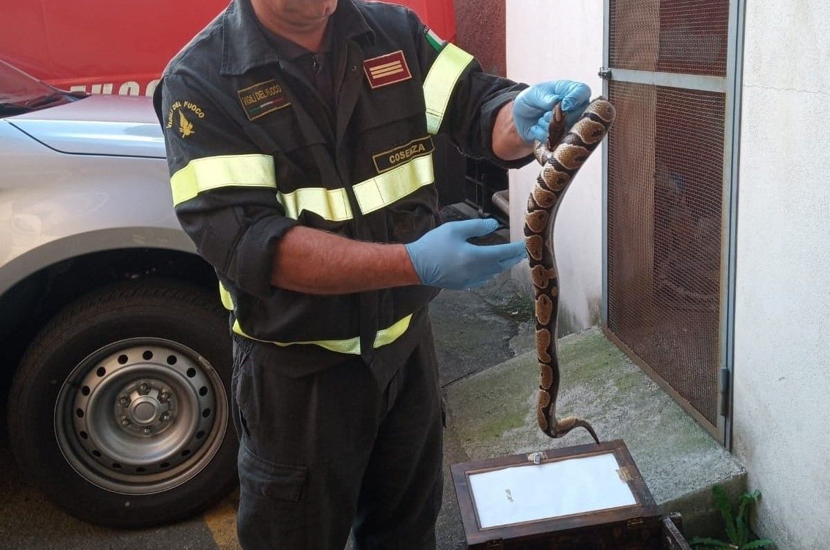 Pitone reale recuperato per strada nel centro di Amantea – FOTO