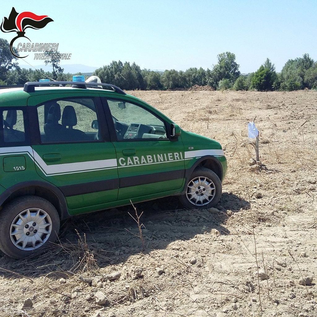 Agrumeto di due ettari nell'alveo di un torrente, sequestro a Corigliano