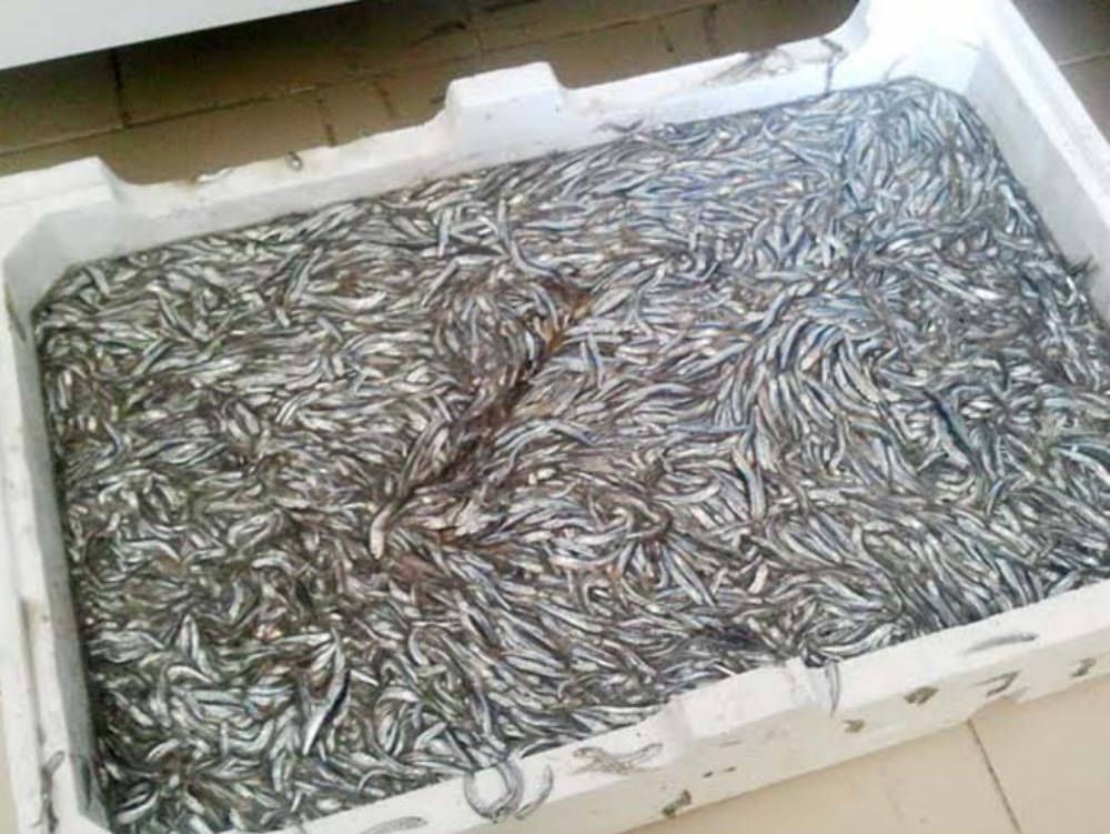 Sequestrati 4 pescherecci e 20 chili di novellame