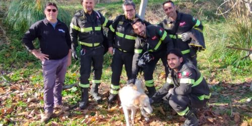 cane caduto in un pozzo