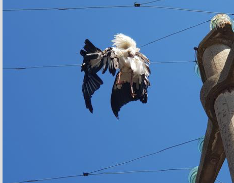 Cicogna muore folgorata nel Cosentino