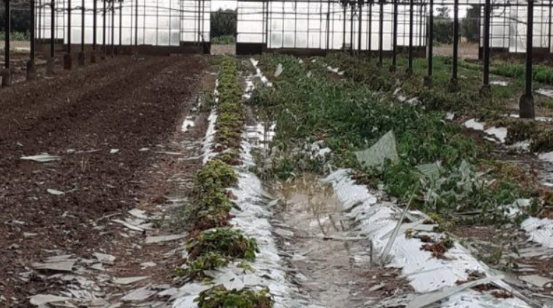 Confeuro: «Il maltempo ha devastato l’agricoltura nel Reggino. Bisogna correre ai ripari»
