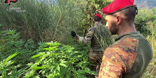 canapa cannabis reggio calabria