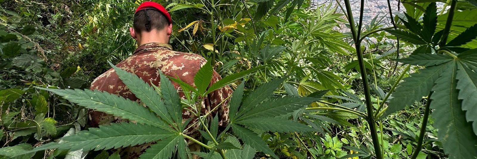 Maxi-sequestro di cannabis: smantellata rete criminale