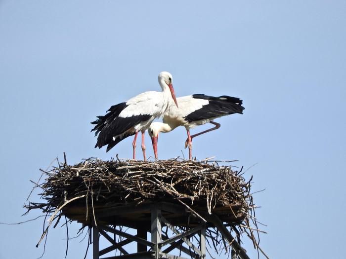 Avvistata coppia di cicogne bianche in Calabria